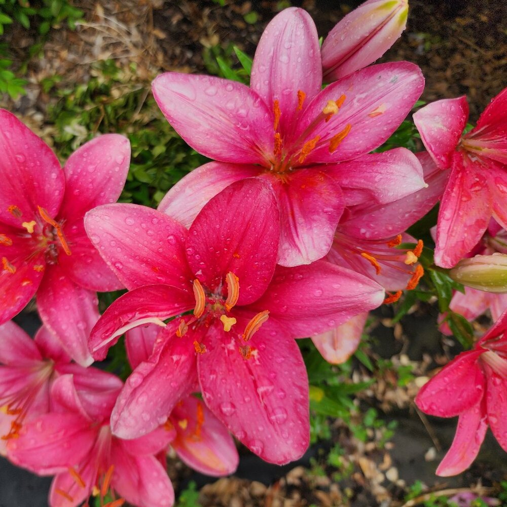 Meet your Posher, Lana